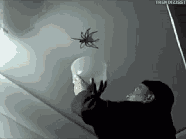 Spider Giant Spider GIF