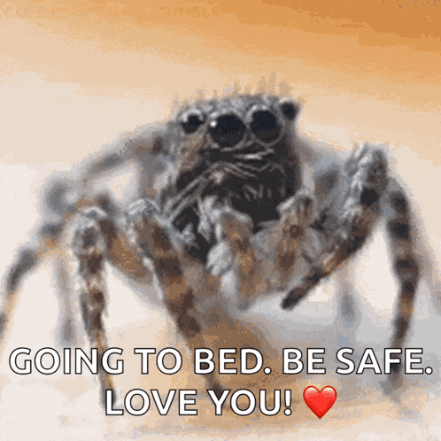 Spider Insects GIF