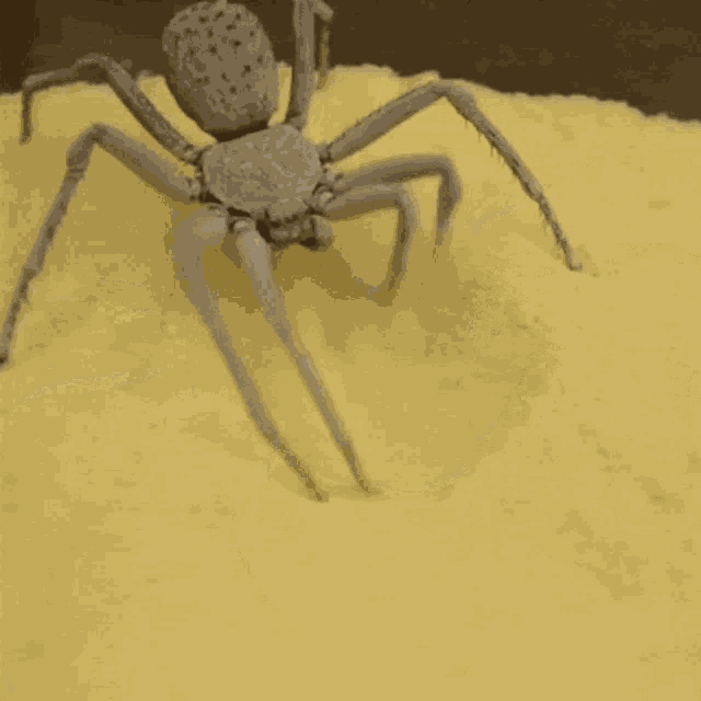 Spider Nope GIF