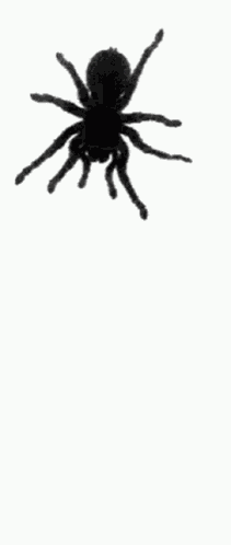 Spider Screamer GIF