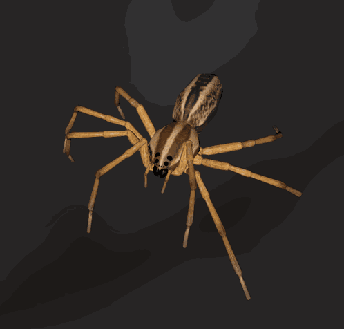 Spider GIF