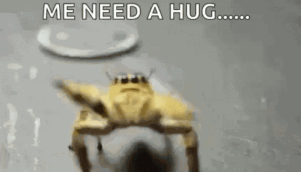 Spider Spiders GIF