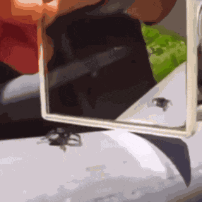 Spider Spiders GIF