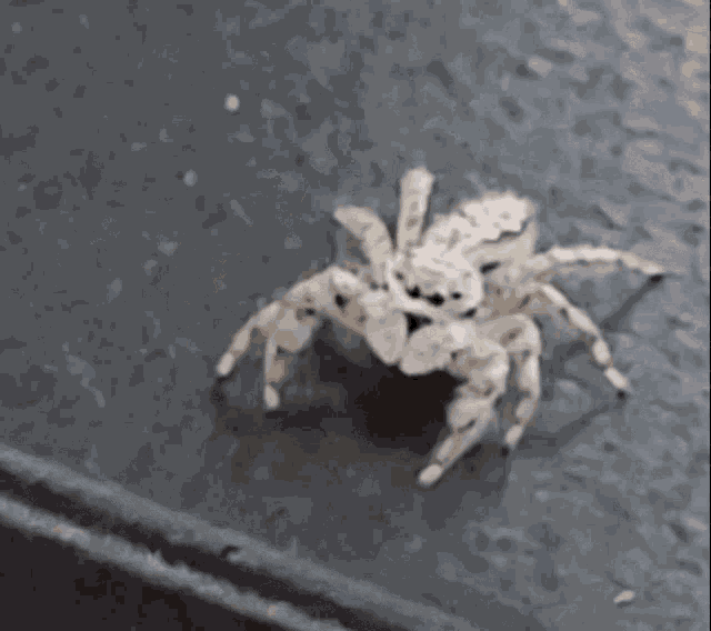 Spider Spidey GIF