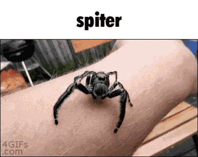 Spider Spiter GIF