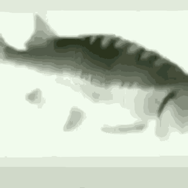 Spin Fish GIF