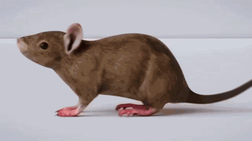 Spin Rat GIF