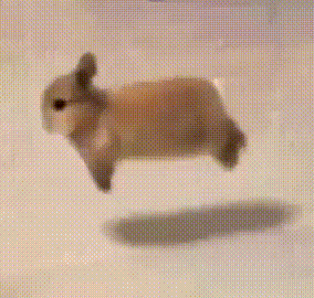 Spinning Bunny Bunny Spin GIF