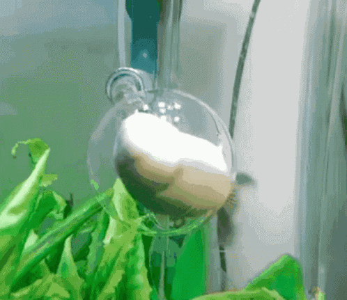 Spinning Fish GIF