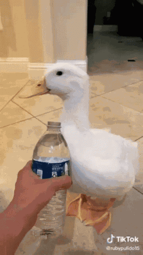Spirte GIF