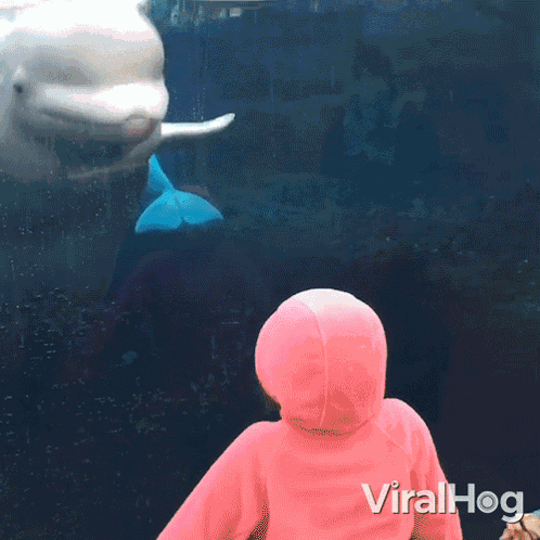 Splashed Beluga Whale GIF