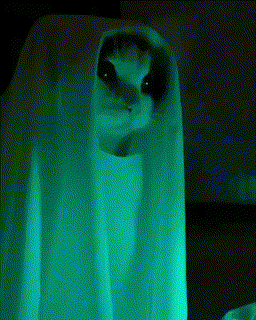 Spooky Cat GIF