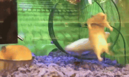 Sport Hamster GIF
