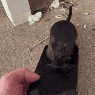 Spreading Misinformation Spread Misinformation GIF