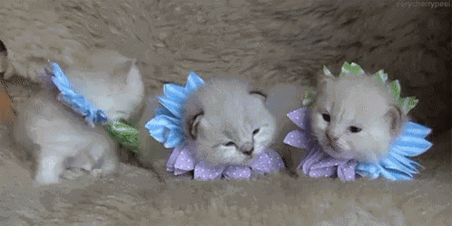 Spring Time Cute GIF