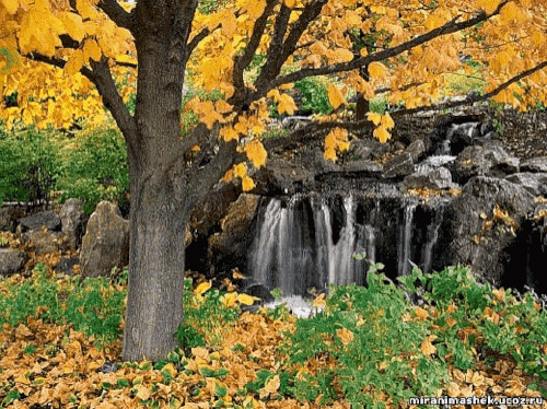 Spring Time Nature GIF