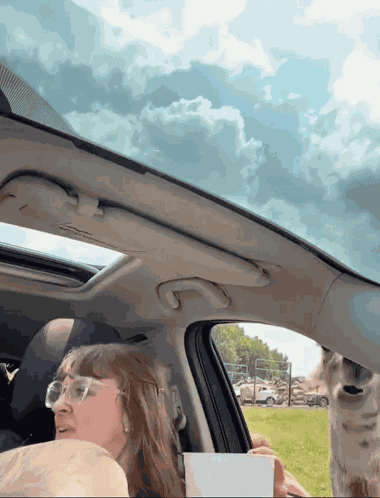 Sputo Lama GIF