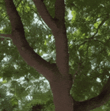 Squirrel Alcohol GIF