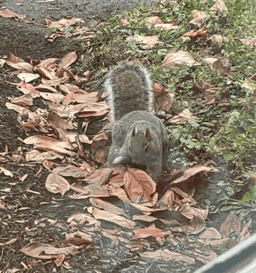 Squirrel Burry GIF