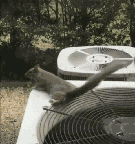 Squirrel Cool GIF