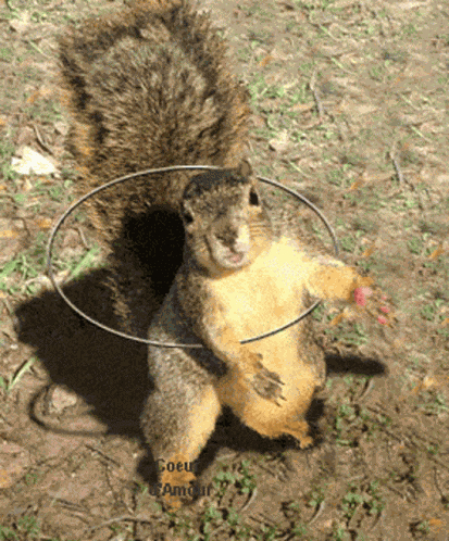 Squirrel Cute GIF