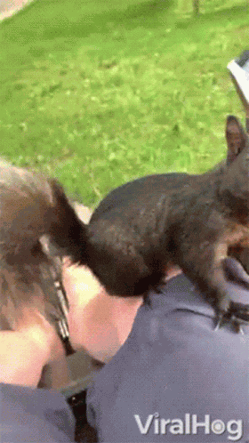 Squirrel Eating A Peanut Viralhog GIF