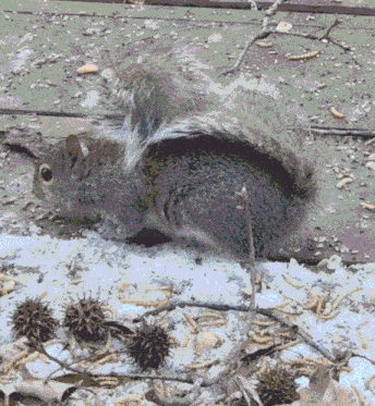 Squirrel Eating Ecureuil Nuts Snow Seeds Meal Worms Fluffy Squirrel GIF