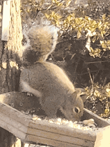 Squirrel Eating Fluffy Squirrel GIF