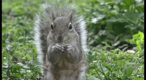 Squirrel Eating GIF