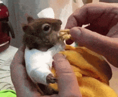 Squirrel Eats GIF