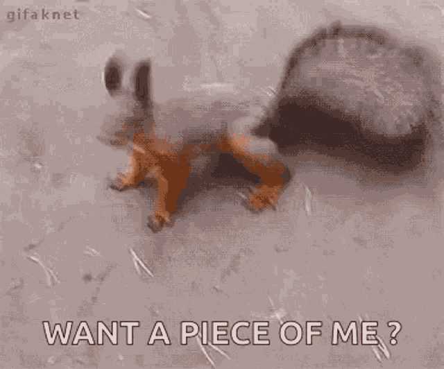 Squirrel Excited GIF