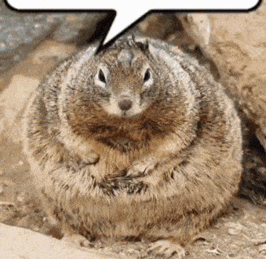 Squirrel Fat GIF