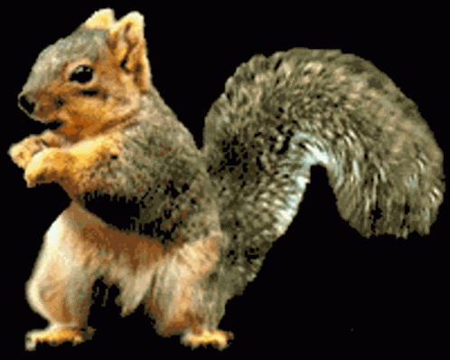 Squirrel Funny Squirrel GIF