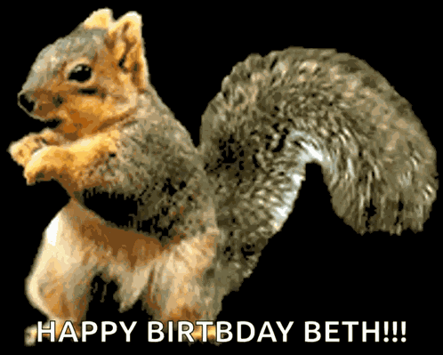 Squirrel Funny Squirrel GIF