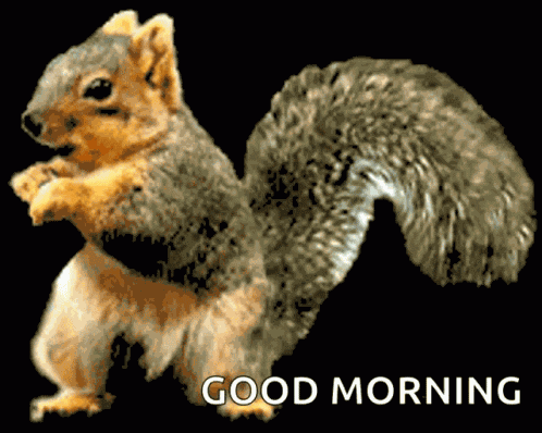 Squirrel Funny GIF