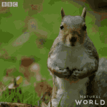 Squirrel GIF