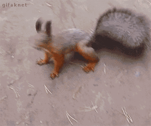 Squirrel Going Nuts GIF