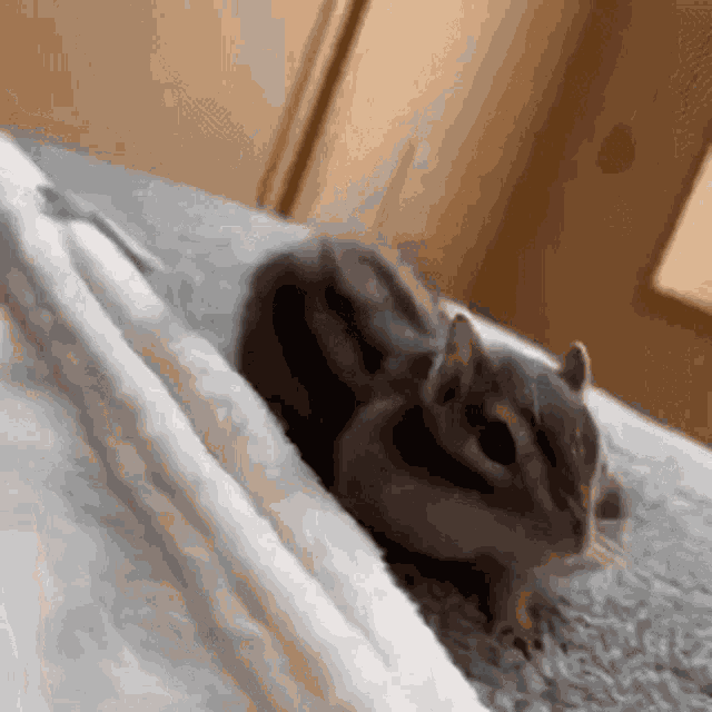 Squirrel Good Morning GIF