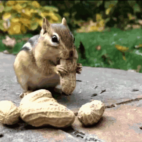 Squirrel Leaving Nuts Eating GIF