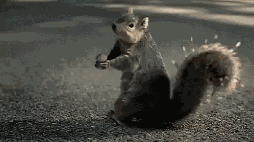 Squirrel Love GIF