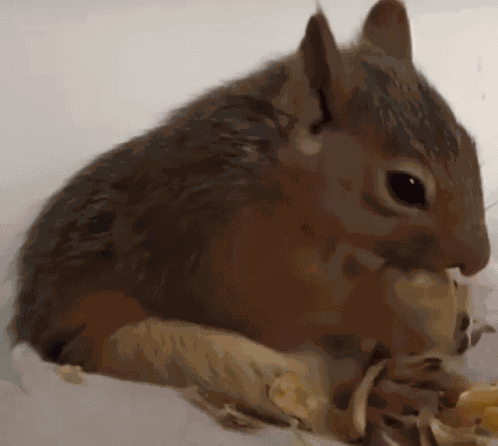 Squirrel Nut GIF