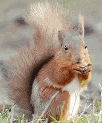 Squirrel Nuts GIF