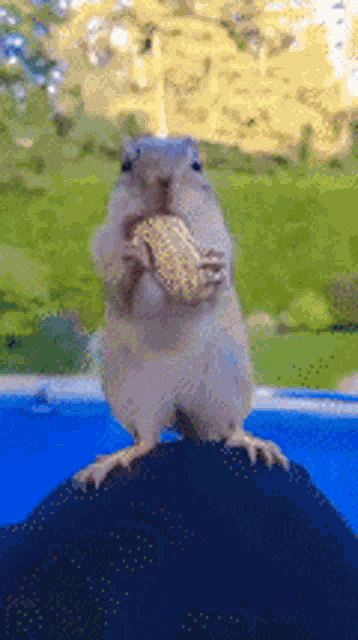 Squirrel Peanut GIF