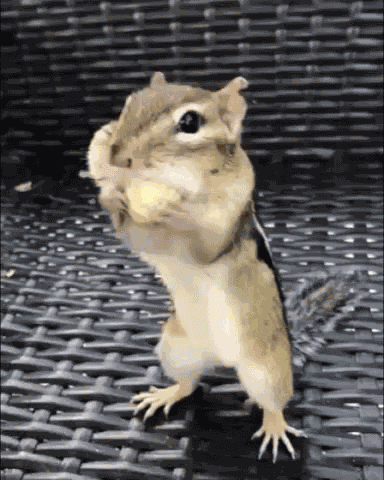 Squirrel Peanuts GIF