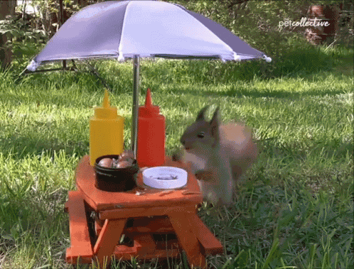 Squirrel Picnic GIF