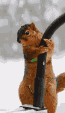 Squirrel Pole Dancing GIF