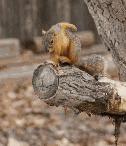 Squirrel GIF