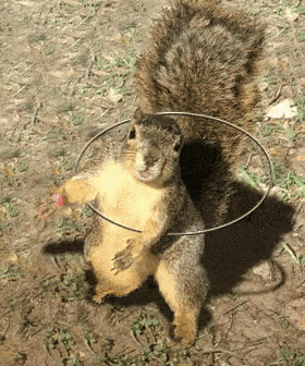 Squirrel Rotating GIF