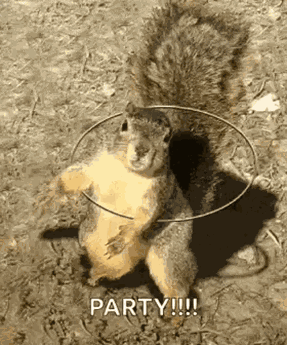 Squirrel Rotating GIF