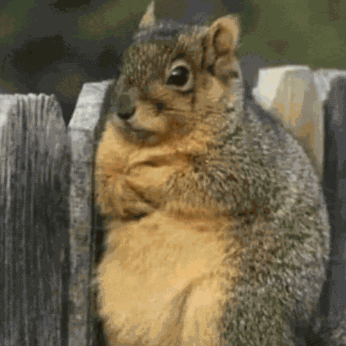 Squirrel Serious Meme